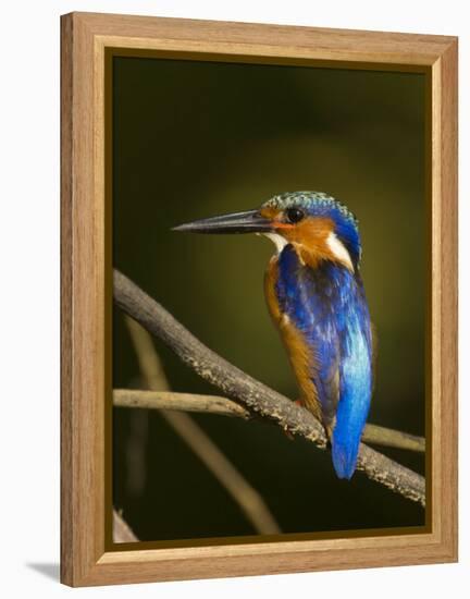 Madagascar Kingfisher on Branch Near Morondava, West Madagascar-Inaki Relanzon-Framed Premier Image Canvas