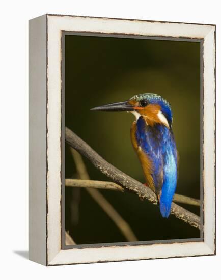 Madagascar Kingfisher on Branch Near Morondava, West Madagascar-Inaki Relanzon-Framed Premier Image Canvas