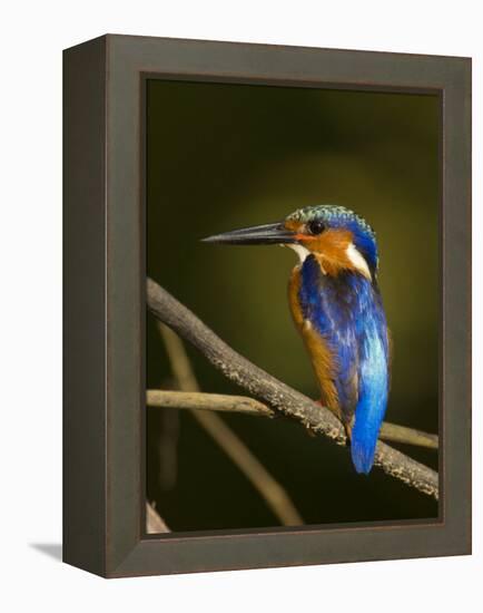 Madagascar Kingfisher on Branch Near Morondava, West Madagascar-Inaki Relanzon-Framed Premier Image Canvas