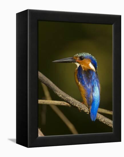 Madagascar Kingfisher on Branch Near Morondava, West Madagascar-Inaki Relanzon-Framed Premier Image Canvas