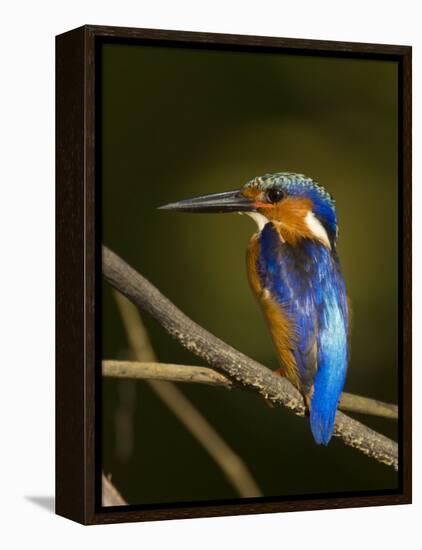 Madagascar Kingfisher on Branch Near Morondava, West Madagascar-Inaki Relanzon-Framed Premier Image Canvas