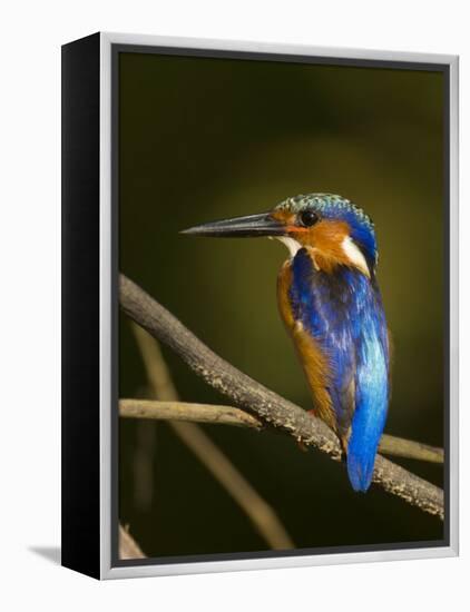 Madagascar Kingfisher on Branch Near Morondava, West Madagascar-Inaki Relanzon-Framed Premier Image Canvas