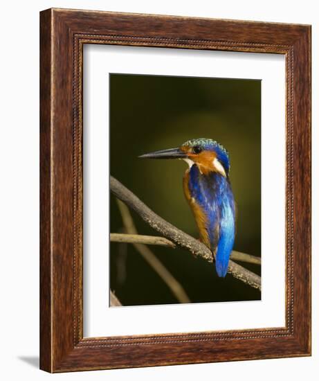 Madagascar Kingfisher on Branch Near Morondava, West Madagascar-Inaki Relanzon-Framed Photographic Print