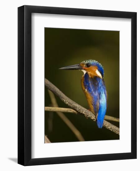 Madagascar Kingfisher on Branch Near Morondava, West Madagascar-Inaki Relanzon-Framed Photographic Print