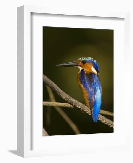 Madagascar Kingfisher on Branch Near Morondava, West Madagascar-Inaki Relanzon-Framed Photographic Print