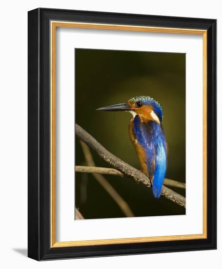 Madagascar Kingfisher on Branch Near Morondava, West Madagascar-Inaki Relanzon-Framed Photographic Print