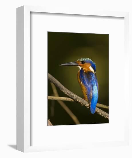 Madagascar Kingfisher on Branch Near Morondava, West Madagascar-Inaki Relanzon-Framed Photographic Print