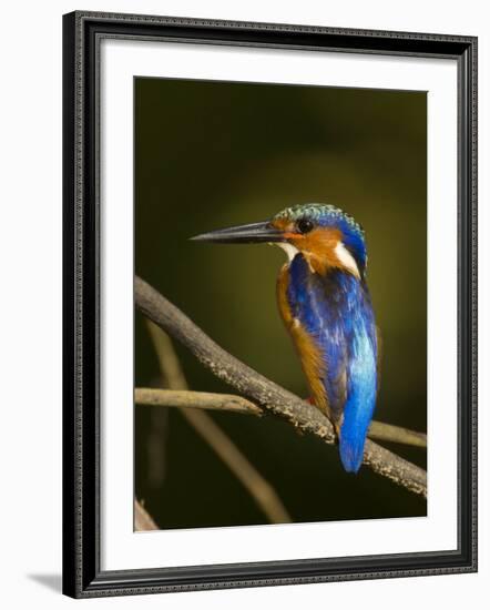 Madagascar Kingfisher on Branch Near Morondava, West Madagascar-Inaki Relanzon-Framed Photographic Print