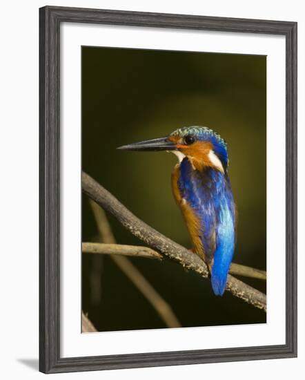 Madagascar Kingfisher on Branch Near Morondava, West Madagascar-Inaki Relanzon-Framed Photographic Print