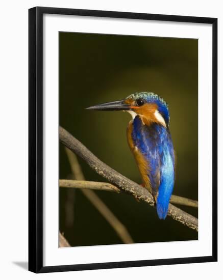 Madagascar Kingfisher on Branch Near Morondava, West Madagascar-Inaki Relanzon-Framed Photographic Print