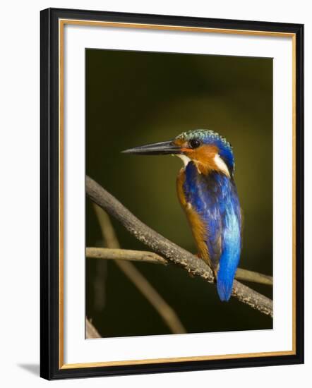 Madagascar Kingfisher on Branch Near Morondava, West Madagascar-Inaki Relanzon-Framed Photographic Print
