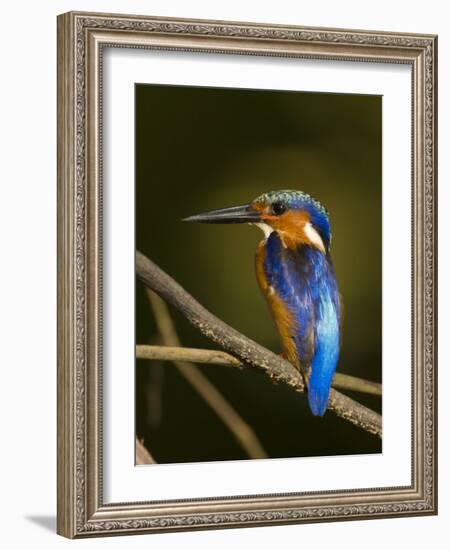 Madagascar Kingfisher on Branch Near Morondava, West Madagascar-Inaki Relanzon-Framed Photographic Print