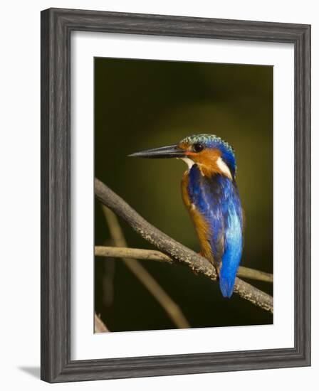 Madagascar Kingfisher on Branch Near Morondava, West Madagascar-Inaki Relanzon-Framed Photographic Print