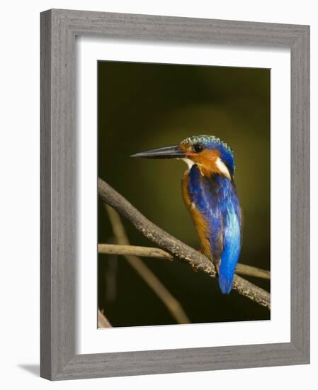 Madagascar Kingfisher on Branch Near Morondava, West Madagascar-Inaki Relanzon-Framed Photographic Print