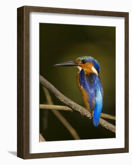 Madagascar Kingfisher on Branch Near Morondava, West Madagascar-Inaki Relanzon-Framed Photographic Print