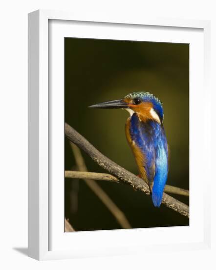 Madagascar Kingfisher on Branch Near Morondava, West Madagascar-Inaki Relanzon-Framed Photographic Print