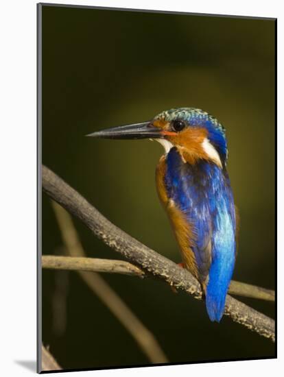 Madagascar Kingfisher on Branch Near Morondava, West Madagascar-Inaki Relanzon-Mounted Photographic Print