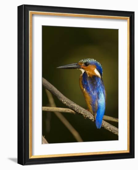 Madagascar Kingfisher on Branch Near Morondava, West Madagascar-Inaki Relanzon-Framed Photographic Print