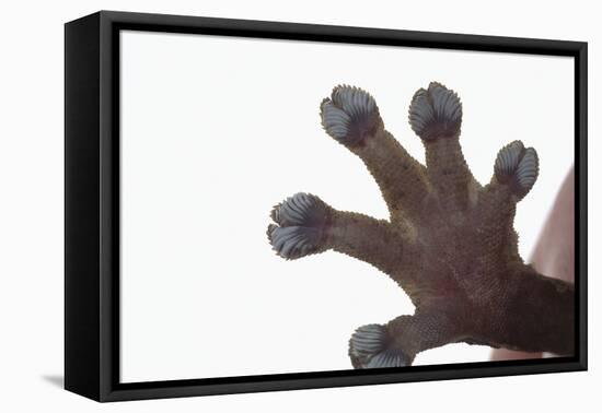 Madagascar Leaf-Tail Gecko Foot-DLILLC-Framed Premier Image Canvas