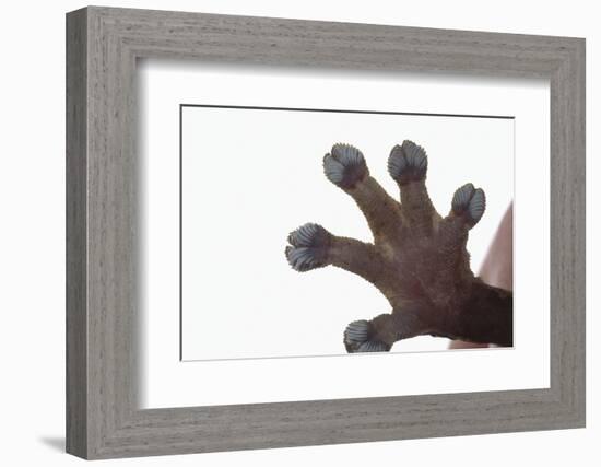 Madagascar Leaf-Tail Gecko Foot-DLILLC-Framed Photographic Print