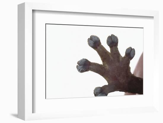 Madagascar Leaf-Tail Gecko Foot-DLILLC-Framed Photographic Print