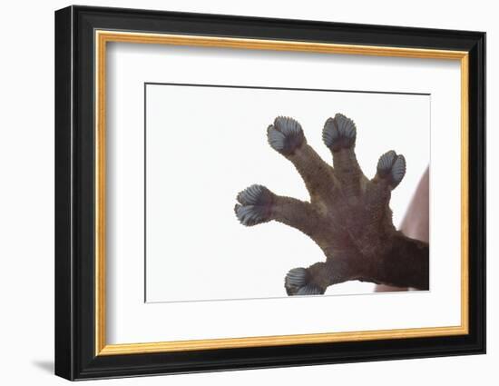 Madagascar Leaf-Tail Gecko Foot-DLILLC-Framed Photographic Print