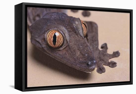 Madagascar Leaf-Tail Gecko-DLILLC-Framed Premier Image Canvas