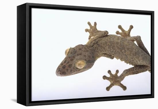 Madagascar Leaf-Tail Gecko-DLILLC-Framed Premier Image Canvas