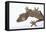 Madagascar Leaf-Tail Gecko-DLILLC-Framed Premier Image Canvas