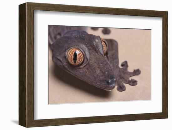 Madagascar Leaf-Tail Gecko-DLILLC-Framed Photographic Print