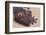 Madagascar Leaf-Tail Gecko-DLILLC-Framed Photographic Print