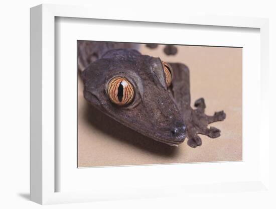 Madagascar Leaf-Tail Gecko-DLILLC-Framed Photographic Print