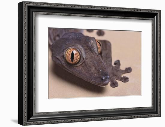 Madagascar Leaf-Tail Gecko-DLILLC-Framed Photographic Print