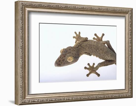 Madagascar Leaf-Tail Gecko-DLILLC-Framed Photographic Print