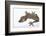 Madagascar Leaf-Tail Gecko-DLILLC-Framed Photographic Print