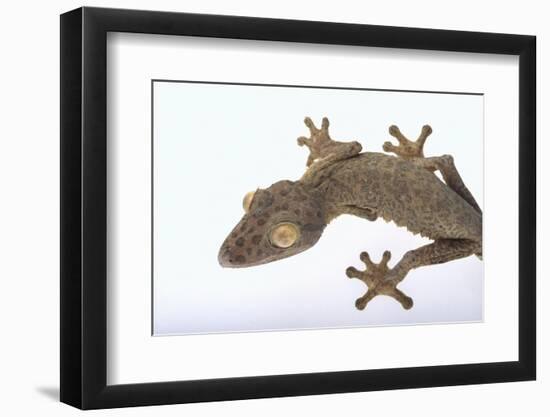 Madagascar Leaf-Tail Gecko-DLILLC-Framed Photographic Print