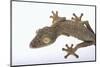 Madagascar Leaf-Tail Gecko-DLILLC-Mounted Photographic Print