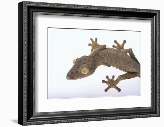 Madagascar Leaf-Tail Gecko-DLILLC-Framed Photographic Print