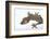 Madagascar Leaf-Tail Gecko-DLILLC-Framed Photographic Print