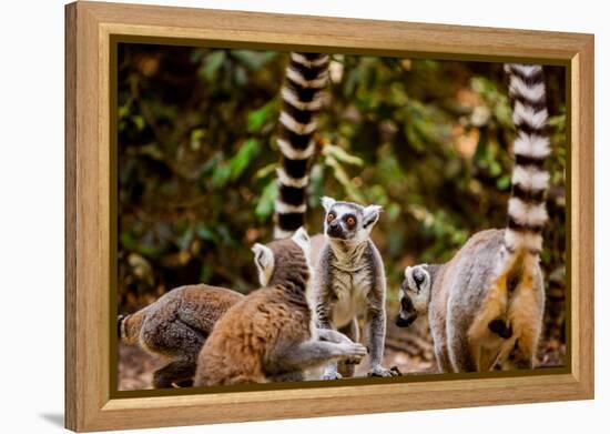 Madagascar Lemurs, Johannesburg, South Africa, Africa-Laura Grier-Framed Premier Image Canvas