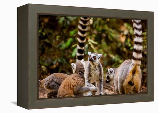 Madagascar Lemurs, Johannesburg, South Africa, Africa-Laura Grier-Framed Premier Image Canvas