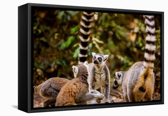Madagascar Lemurs, Johannesburg, South Africa, Africa-Laura Grier-Framed Premier Image Canvas