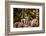 Madagascar Lemurs, Johannesburg, South Africa, Africa-Laura Grier-Framed Photographic Print