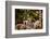 Madagascar Lemurs, Johannesburg, South Africa, Africa-Laura Grier-Framed Photographic Print