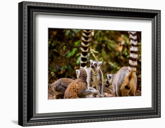 Madagascar Lemurs, Johannesburg, South Africa, Africa-Laura Grier-Framed Photographic Print