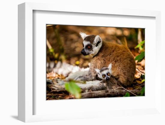 Madagascar Lemurs, Johannesburg, South Africa, Africa-Laura Grier-Framed Photographic Print