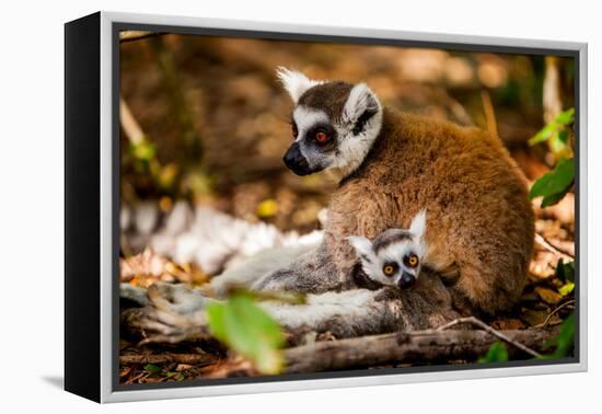 Madagascar Lemurs, Johannesburg, South Africa, Africa-Laura Grier-Framed Premier Image Canvas