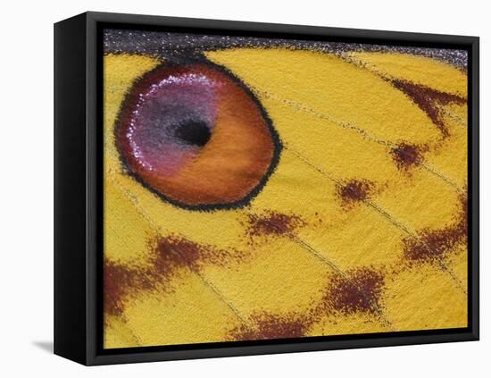 Madagascar Moon Moth Close-Up of Wing, Madagascar-Edwin Giesbers-Framed Premier Image Canvas