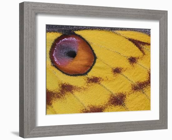 Madagascar Moon Moth Close-Up of Wing, Madagascar-Edwin Giesbers-Framed Photographic Print