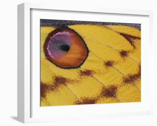 Madagascar Moon Moth Close-Up of Wing, Madagascar-Edwin Giesbers-Framed Photographic Print